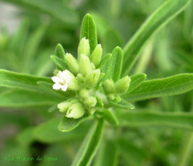 azucar iansa light con stevia y diabetes azucar iansa light con stevia y diabetes