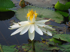 White Mesmerising Lotus, N. Park