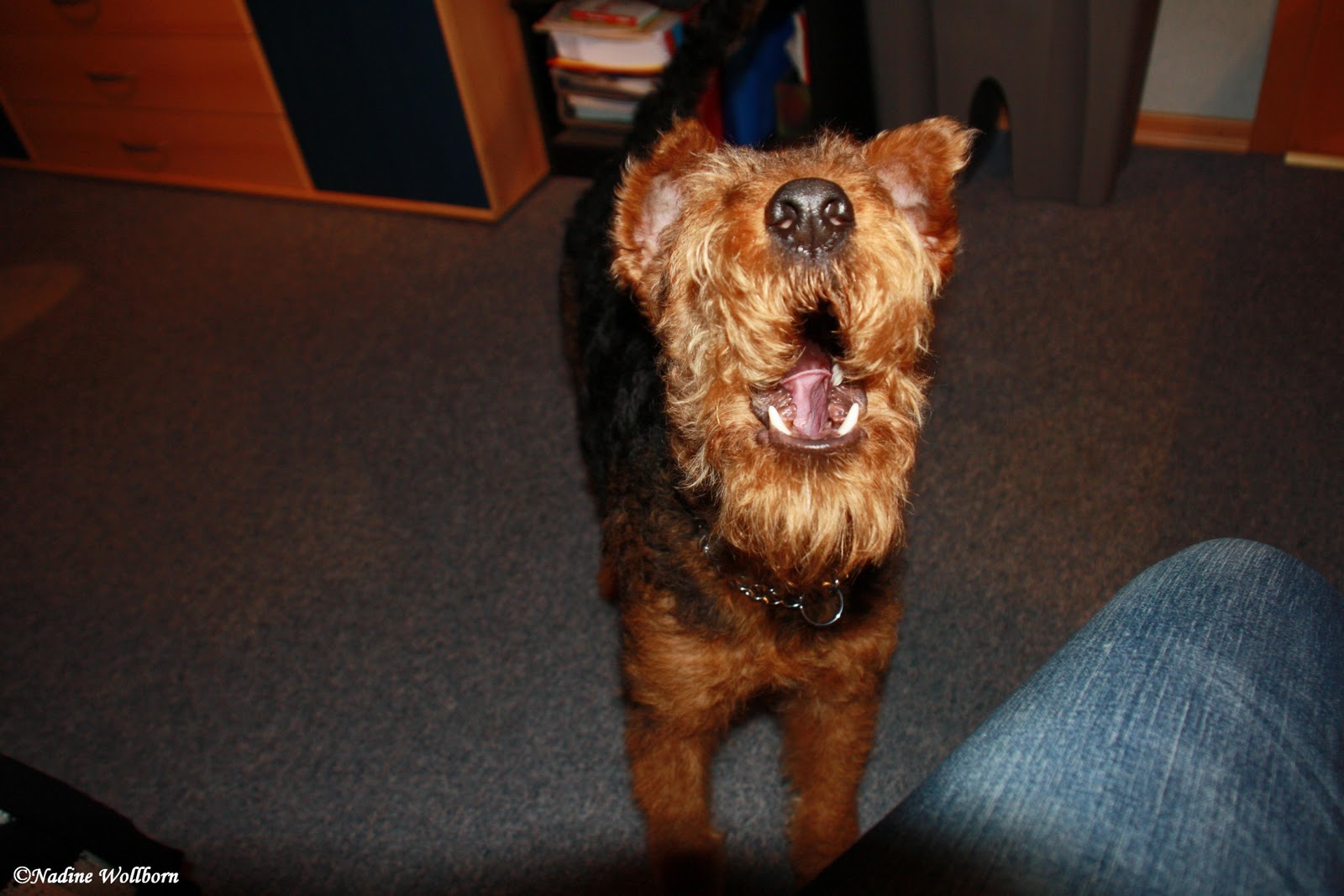 Exe vom Bismarckstein Hunde die bellen, beißen nicht?!