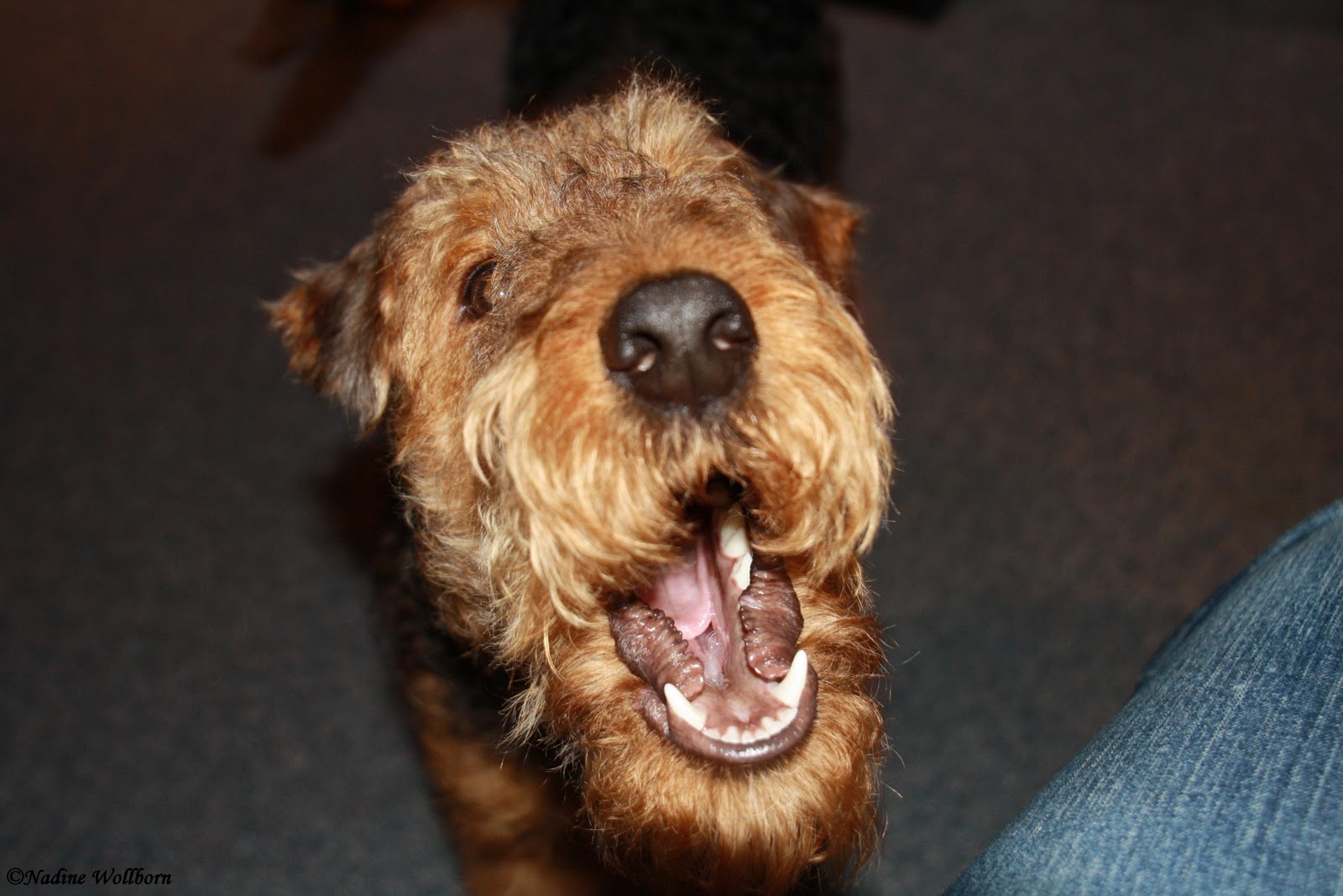Exe vom Bismarckstein Hunde die bellen, beißen nicht?!
