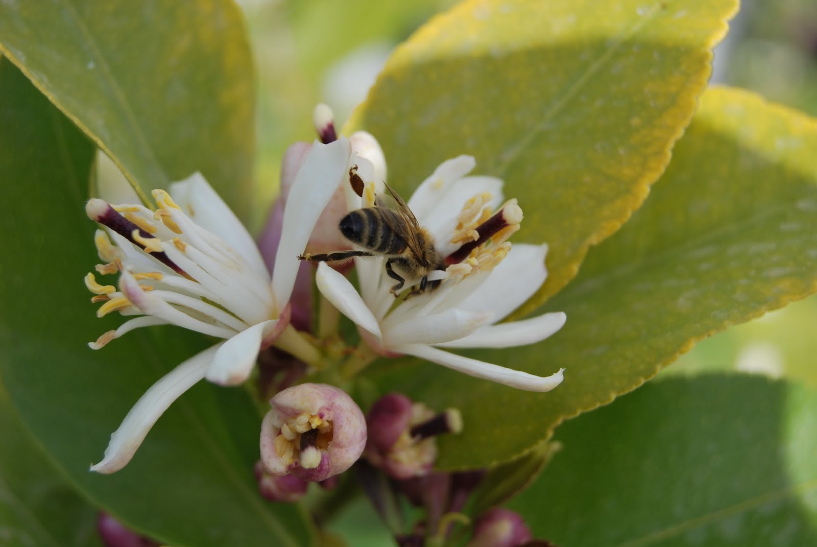 Nature Digital Lemon tree blooming. Λεμονανθοί.