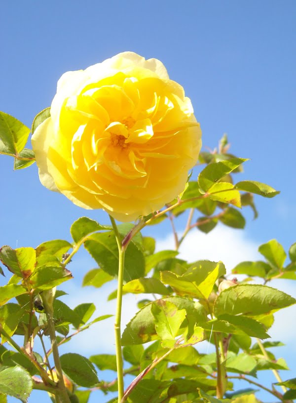 Windywillow: A sunny rose, Tinkerbelle, and a Faerie Village