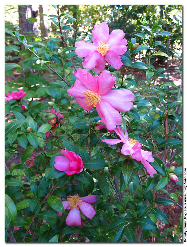 Randy & Meg's Garden Paradise Camellias and other flowers at Duke Gardens