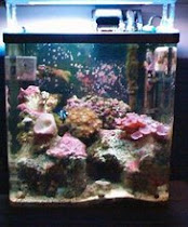 1st Reef Tank