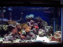 2nd Reef Tank