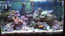 3rd Reef Tank