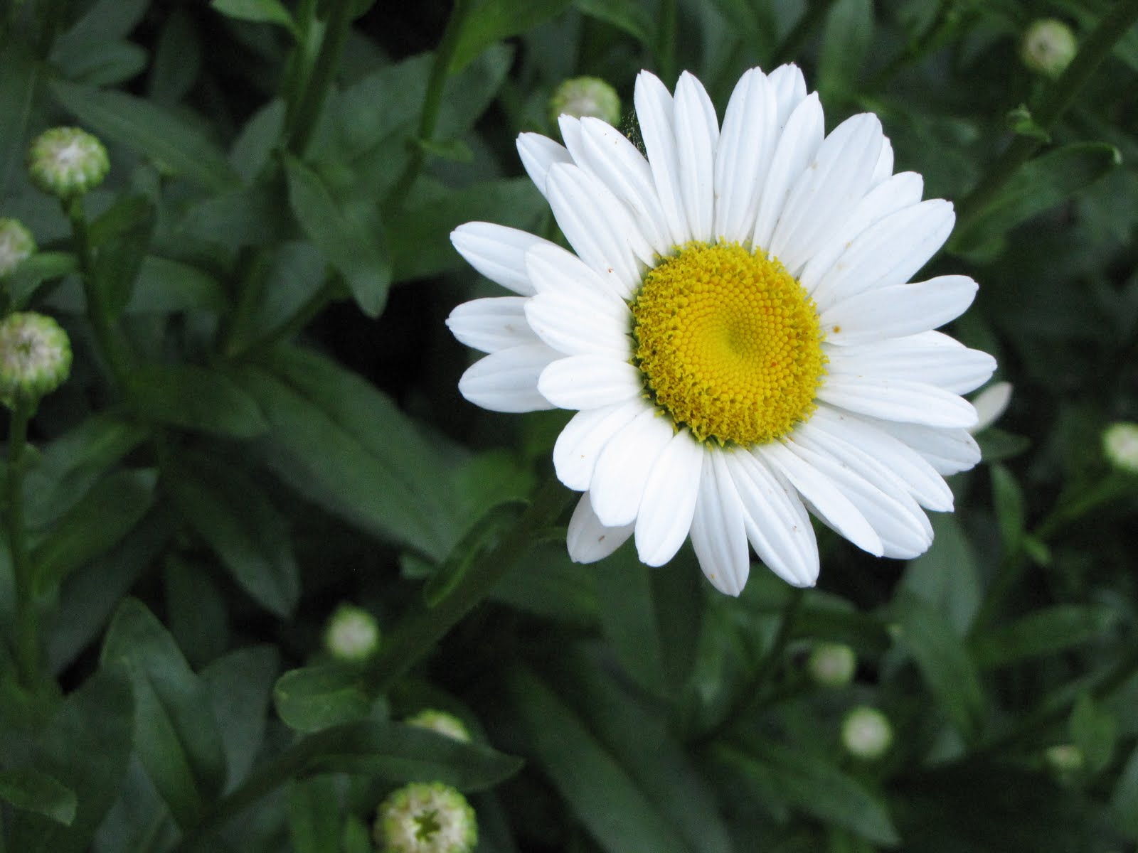 Trial and Error by Ro: Daisy...Daisy...