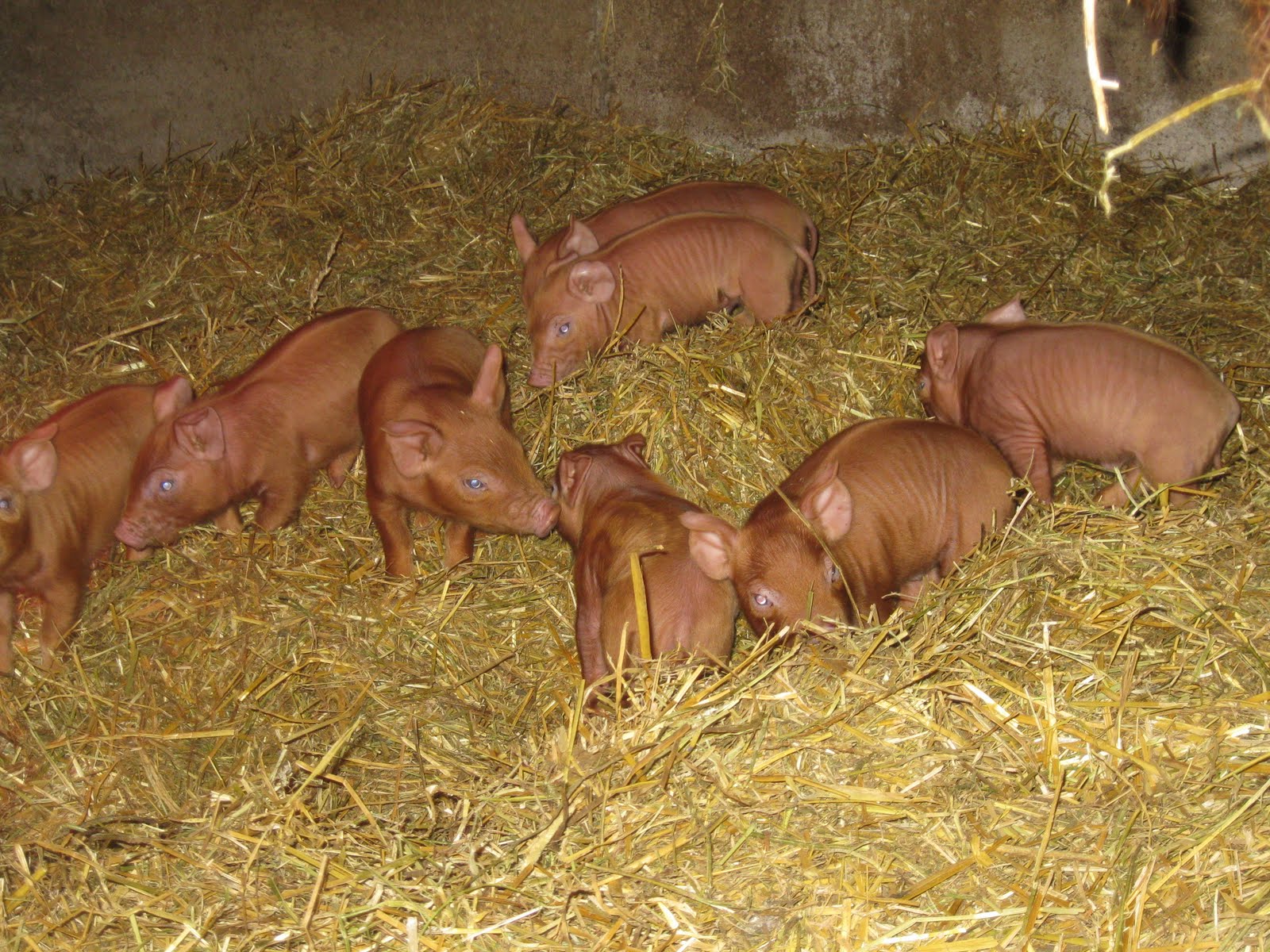 Paddy Green Acres Tamworth Piglets for Sale