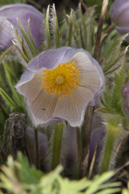 The Big Trip: Yellowstone Plants