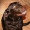 Cocoa's Funny Face