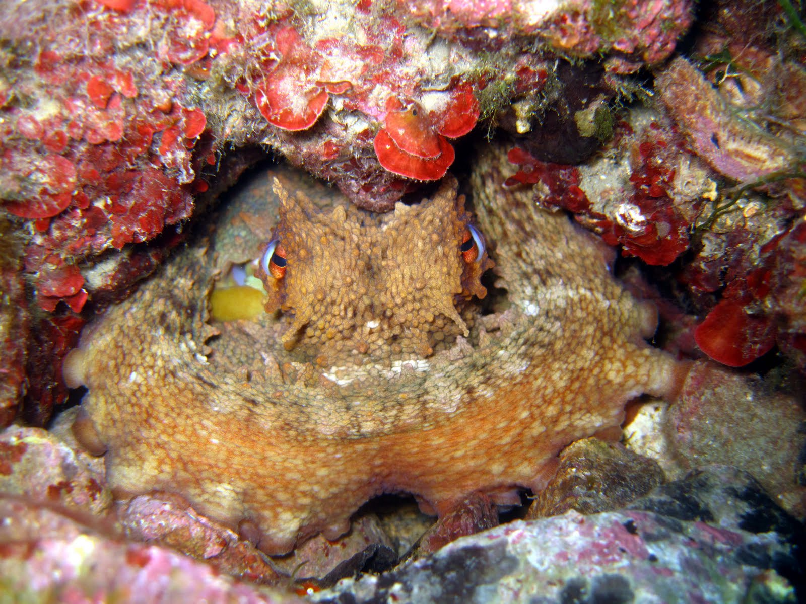 Biologia marina Polpi o polipi? Biologia marina Polpi o polipi?