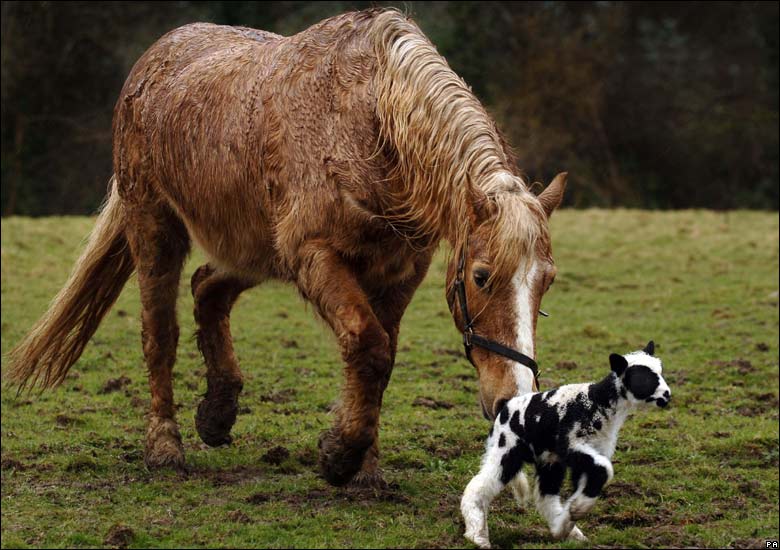 Коров лошадок. Корова и лошадь. Корова лошадка. Лошадь и овца. Конь и корова.