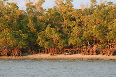 Mangroves at Low Tide