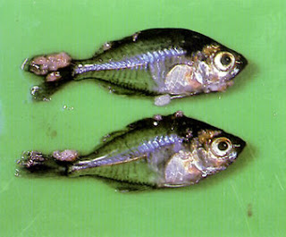 Tropical Fish Guide Forum