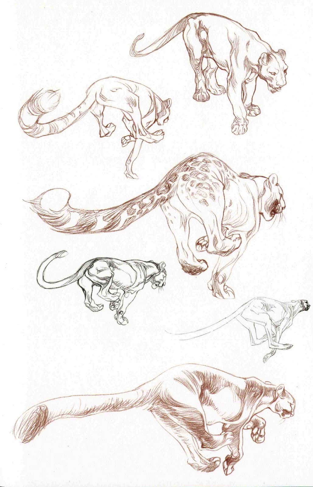 Character and Creature Design Notes: Claire Wendling's Cats