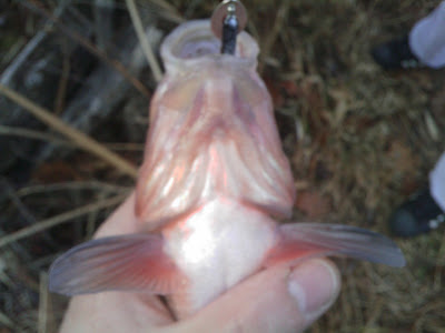 The Freshwater Fishing Blog of New England: Fall Fallfish