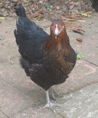ChiefCluck.JPG