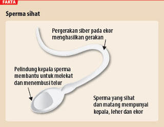 Image result for sperma sihat