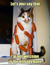 funny cat