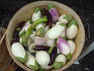 http://4.bp.blogspot.com/_oWOUjdtfOBo/Sr9v83NHO3I/AAAAAAAAA1c/9DEoeuRwDKQ/s320/eggplants.JPG