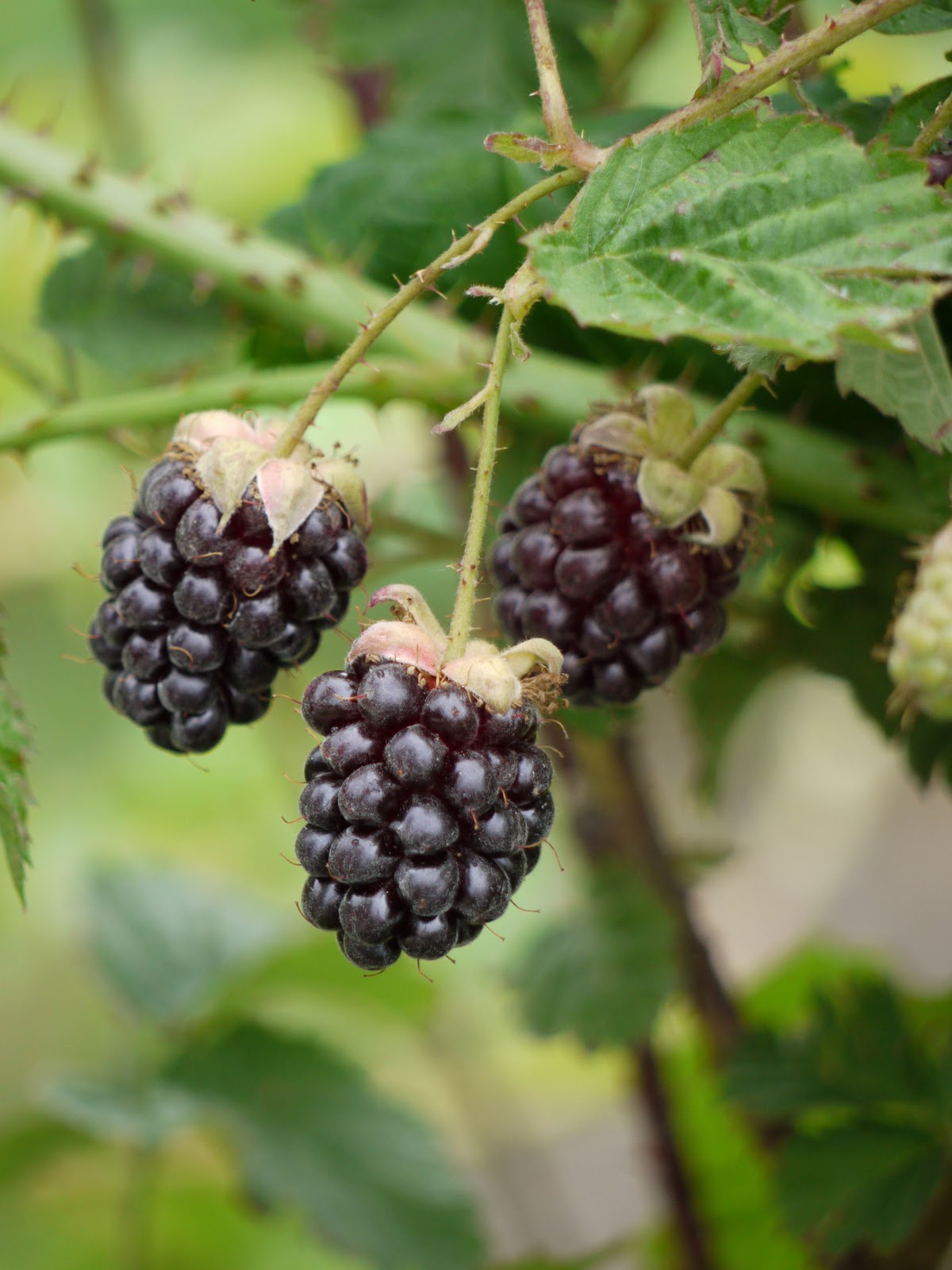 Wharekai Boysenberries Boysenberry Season!
