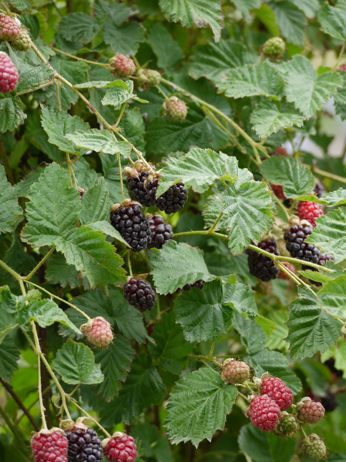 Wharekai Boysenberries Boysenberry Season!