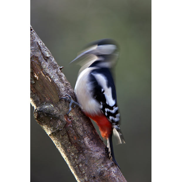 Great spotted woodpecker drumming