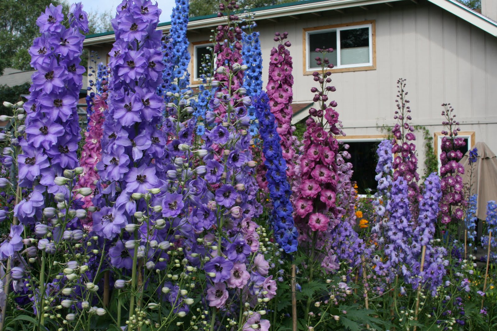 когда сажать дельфиниум. рассада однолетнего дельфиниума. дельфиниум карликовый. когда сажать дельфиниум. дельфиниум новозеландский.