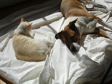 Sweet Pea and T-Bone helping me paint the living room.