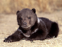 Animal Wallpapers