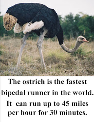 birds fly flightless question week cant bird 2009 wikipedia kakapos swimmers parrots plumage nocturnal camouflage ostrich excellent wild
