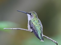 hummingbird throated ruby hummingbirds mate female night birds around flying throat flight mating males females immature season freeimages wild metallic