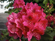 ផ្ការីកពណ៌ក្រហមខ្ចី