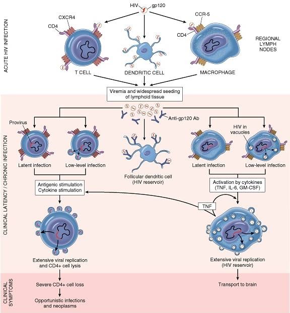 Pathogenesis of AIDS and Replication of HIV ~ MedchromeTube - Best ...