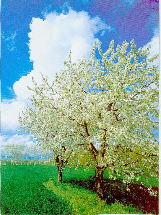 [zahra++++زهرا015.jpg]