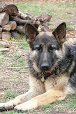 Ransom<br>(the One and Only<br> Mexican-Chinese shepherd!)