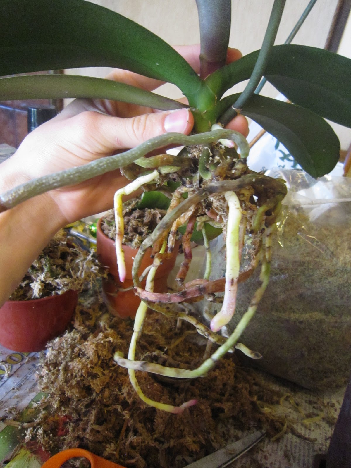 Chuck Does Art Repotting Phalaenopsis Orchids in Sphagnum Moss