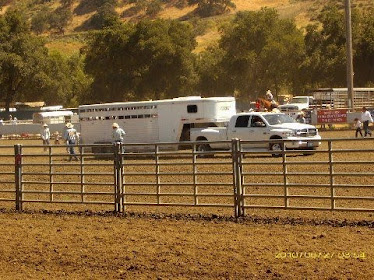 Sheep truck arrives...