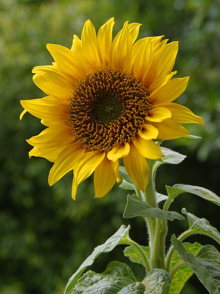 Elementary Artist: Vincent Van Gogh's Sunflowers