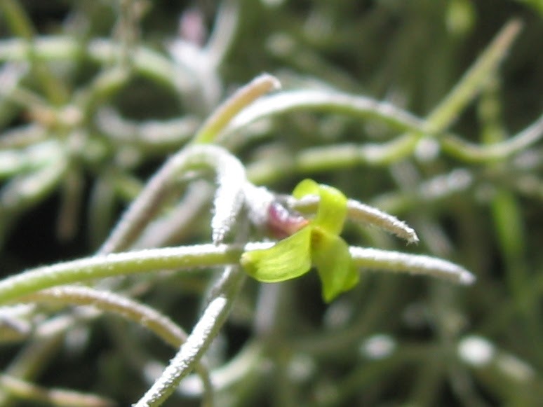 Flowering Spanish Moss
