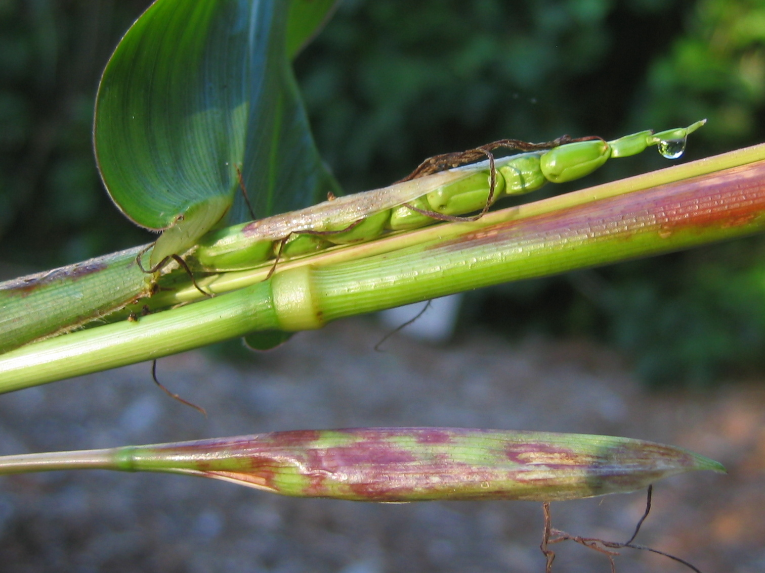 Wild rice is both rice and grass