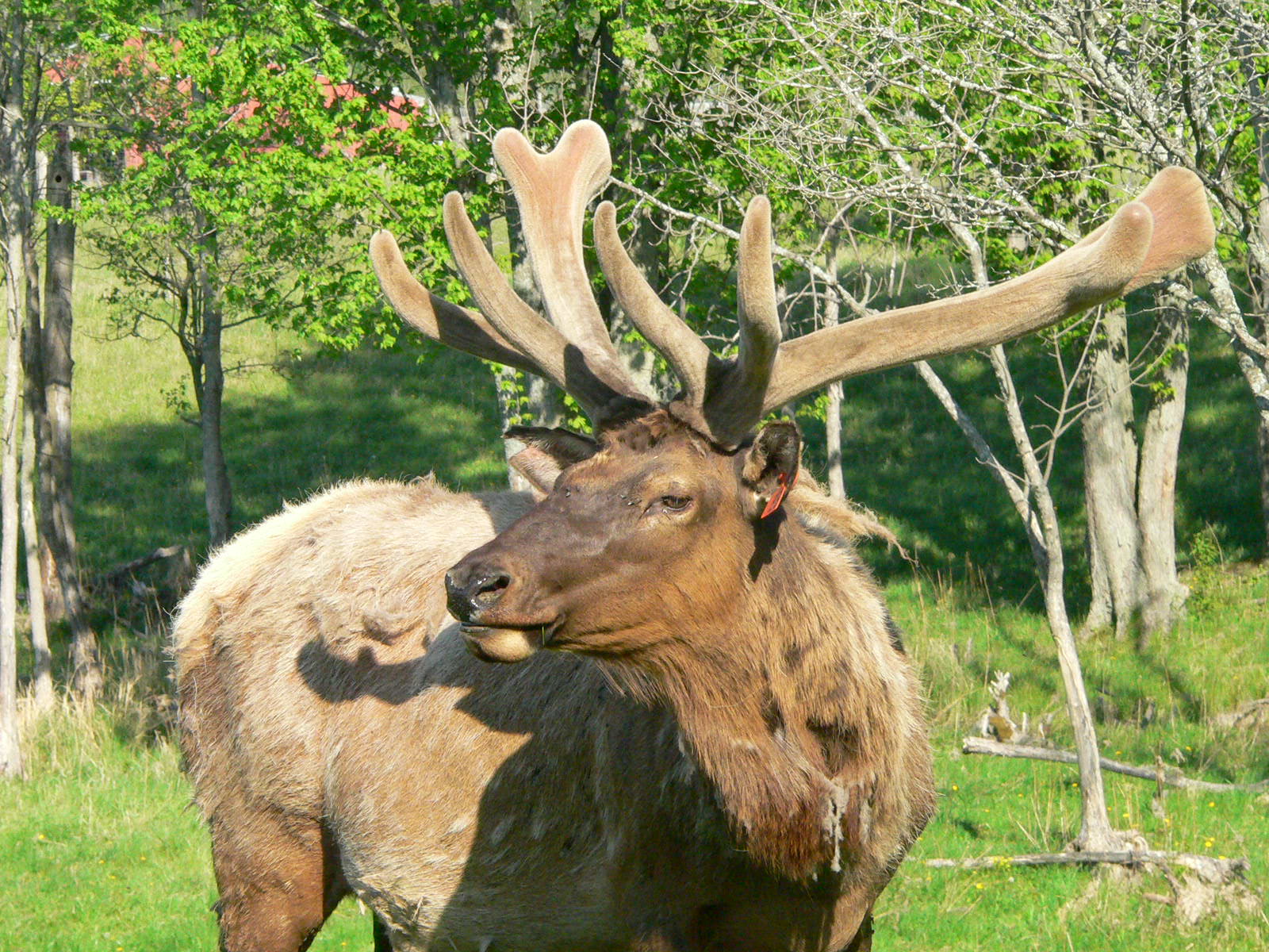 Rocky Top Ramblers Thunder Bay Golf & RV Resort Hillman, MI
