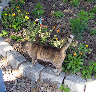 MY CATS AND FUNNY STORIES: CATS IN TURKEY