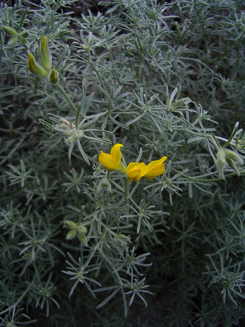 Lotus mascaensis Burchard