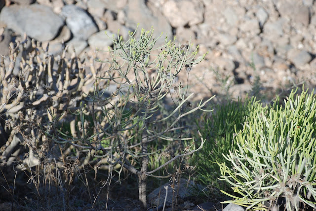 Euphorbia x marreroi 03