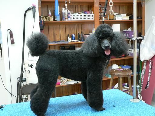 poodle.jpg
