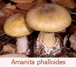 [amanita+phalloides.gif]