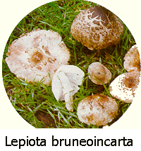 [Lepiota+bruneoincarnata.gif]