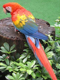 Birds of Singapore