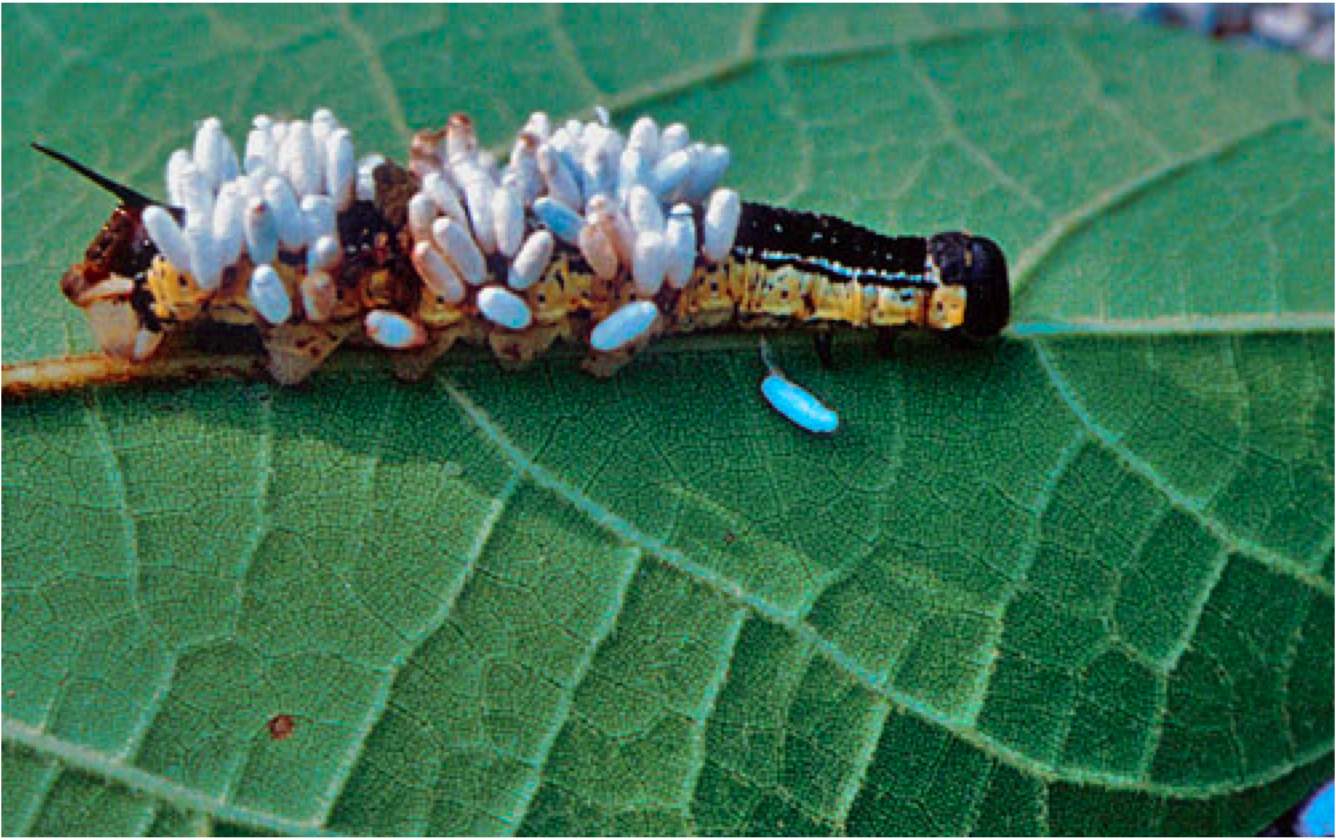 Яйцо гусеницы бабочка